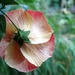 Blushing Hibiscus by khawbecker