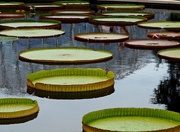 2nd Sep 2014 - Lily Pads