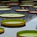Lily Pads by rosiekerr