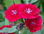 2nd Sep 2014 - Red Flowers Closeup