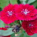 Red Flowers Closeup by rminer