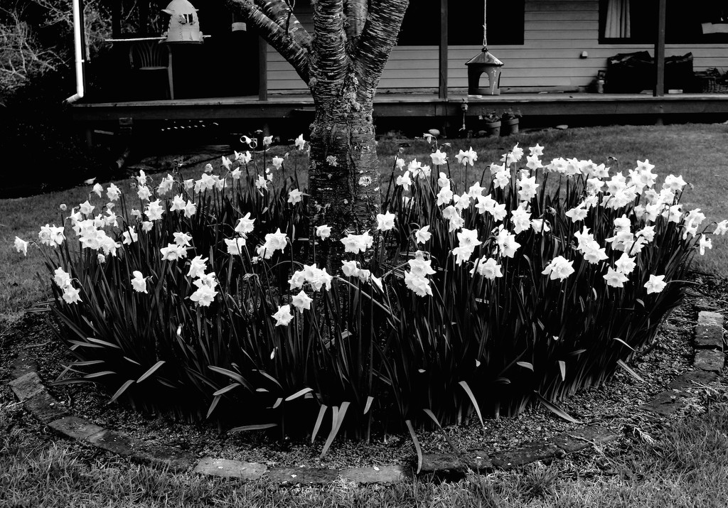 Spring daffodils by kiwinanna