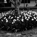 Spring daffodils by kiwinanna