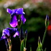 Vibrant irises confirm the arrival of Spring by eleanor