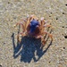 Crabs and their Shadows :) by gigiflower