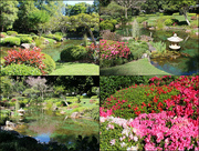 3rd Sep 2014 - Japanese Garden