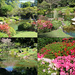Japanese Garden by terryliv
