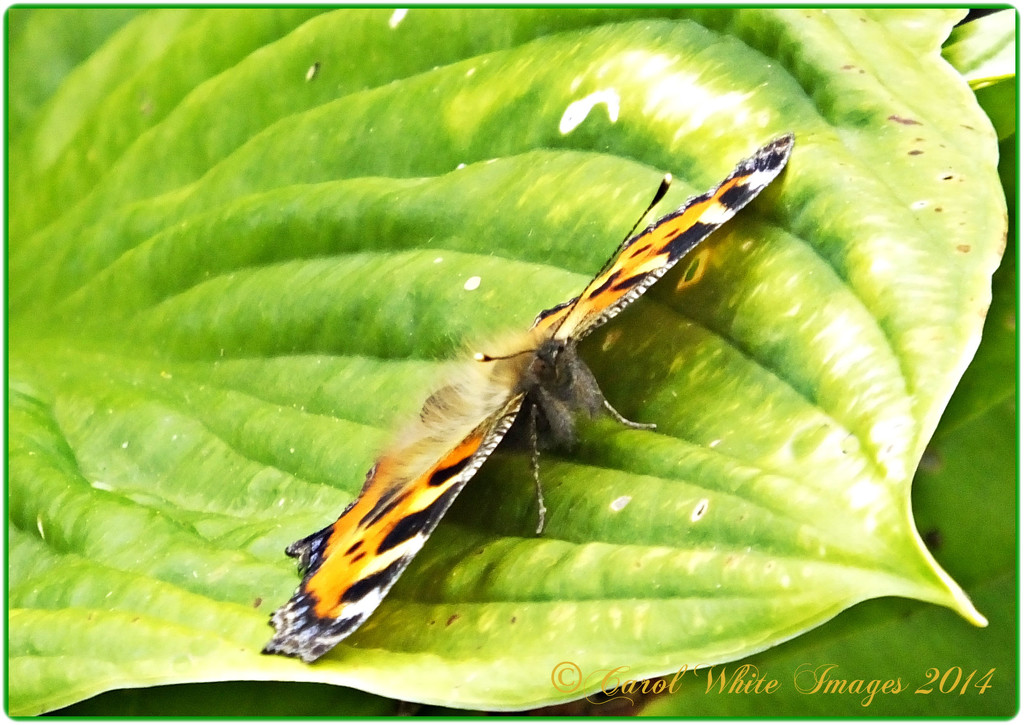 Small Tortoiseshell Butterfly by carolmw