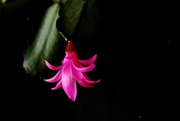 3rd Sep 2014 - Easter Cactus
