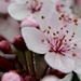 Blossom & buds. by dianeburns
