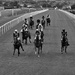 Carlisle Races ~ 3 by seanoneill