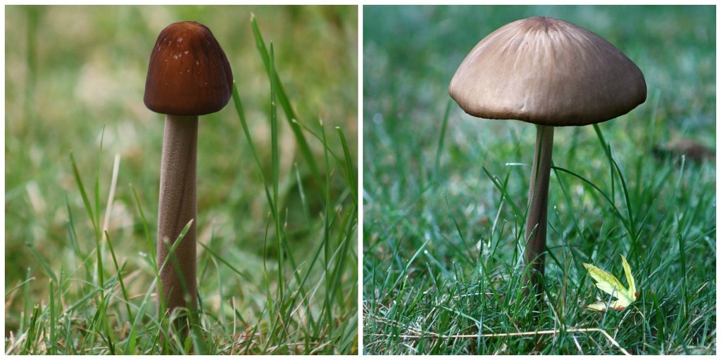Little mushroom grew by mittens