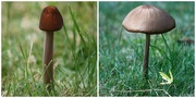 3rd Sep 2014 - Little mushroom grew