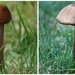 Little mushroom grew by mittens