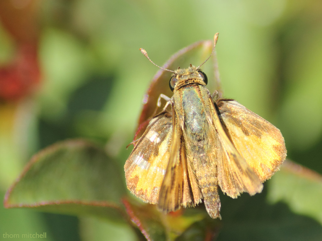 So many kinds of skippers! by rhoing