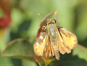 14th Aug 2014 - So many kinds of skippers!