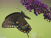 15th Aug 2014 - Spicebush Swallowtail