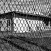 Fenced In or Fenced Out by kannafoot