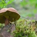 NF-SOOC-September - Day 3: Forest Mushroom by vignouse