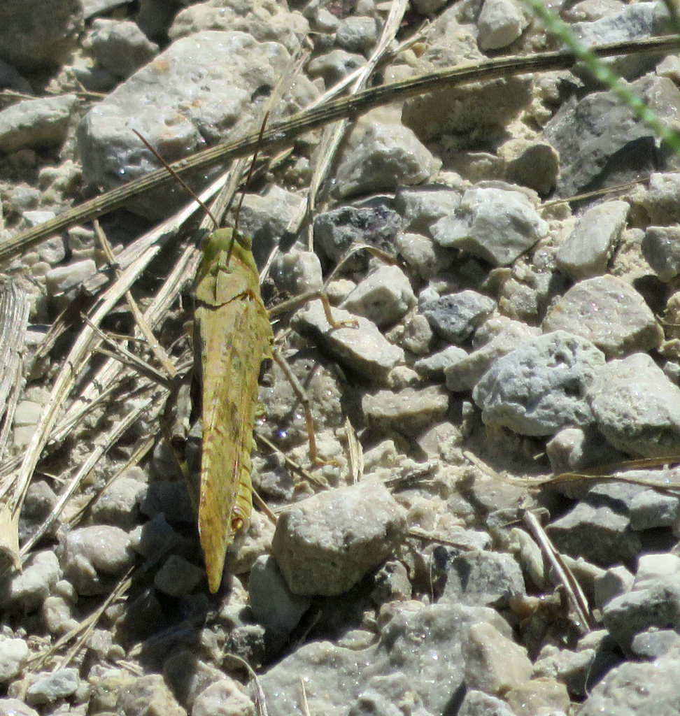 Grasshopper Green by rminer