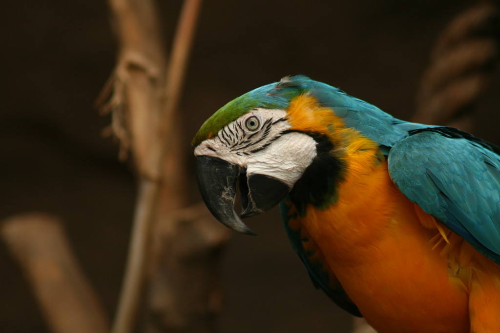 Parrot by kerristephens