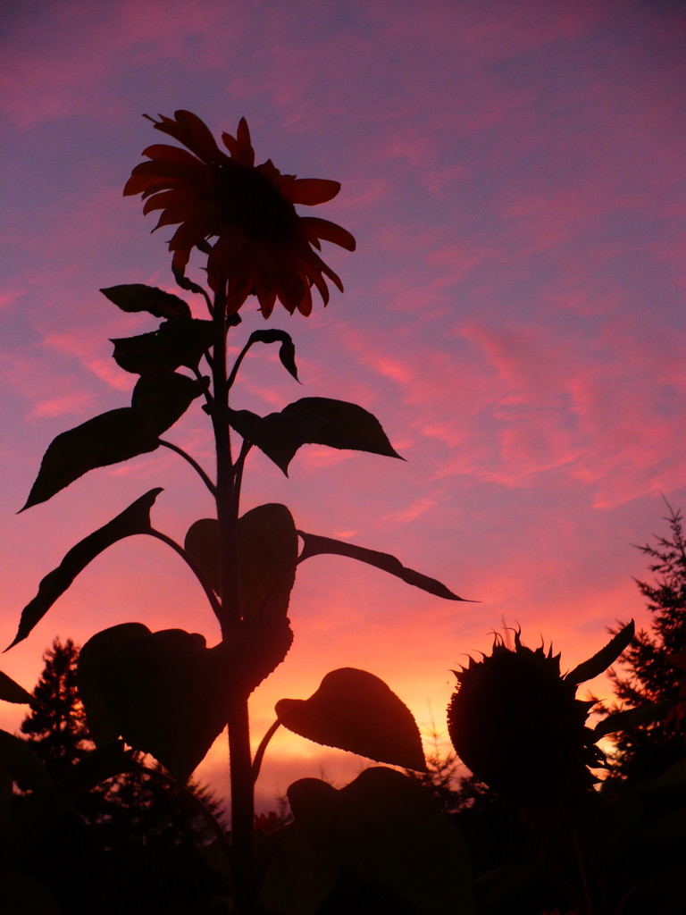 Sunflower Sunset by pandorasecho