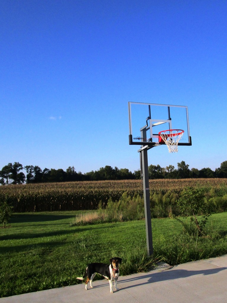 Indiana: Basketball and Corn by tunia