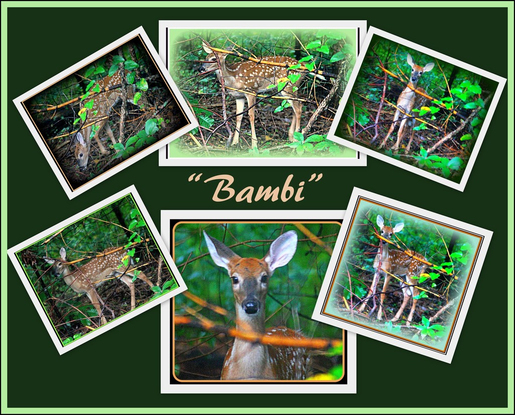 Bambi  by vernabeth