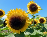 3rd Sep 2014 - I Love Sunflowers
