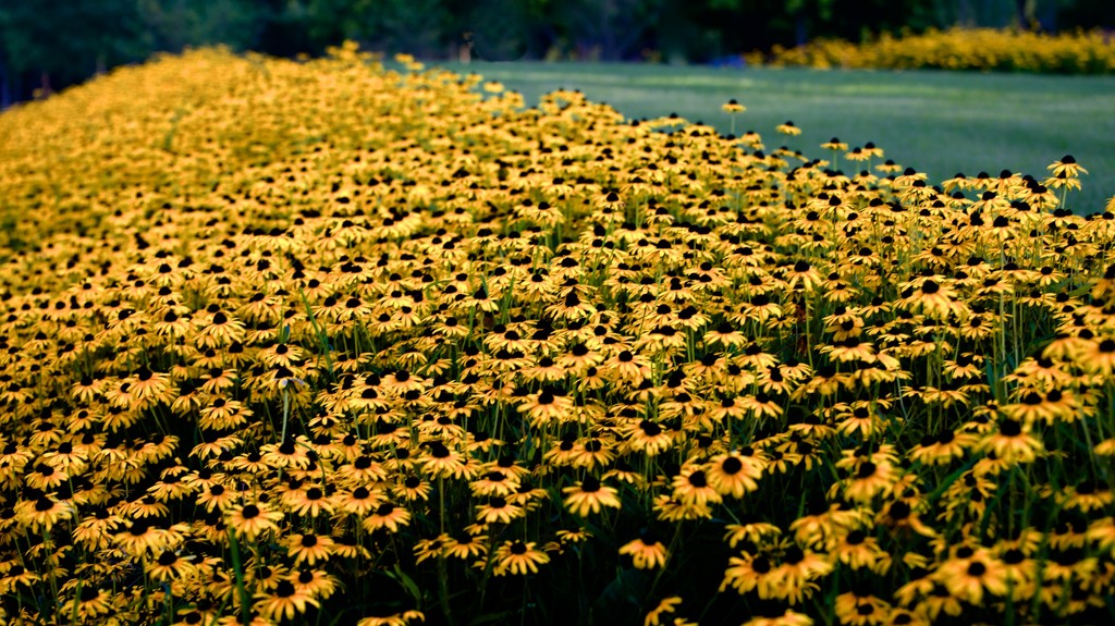 A Sea of Yellow by taffy