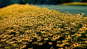 3rd Sep 2014 - A Sea of Yellow