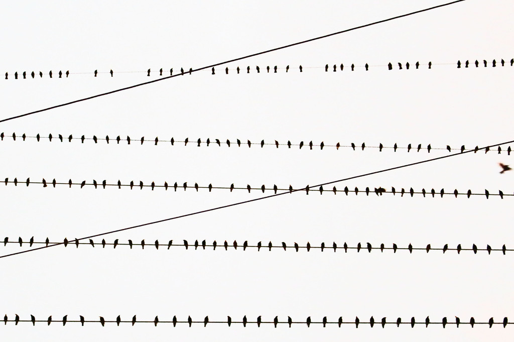 Birds on a Wire by hondo