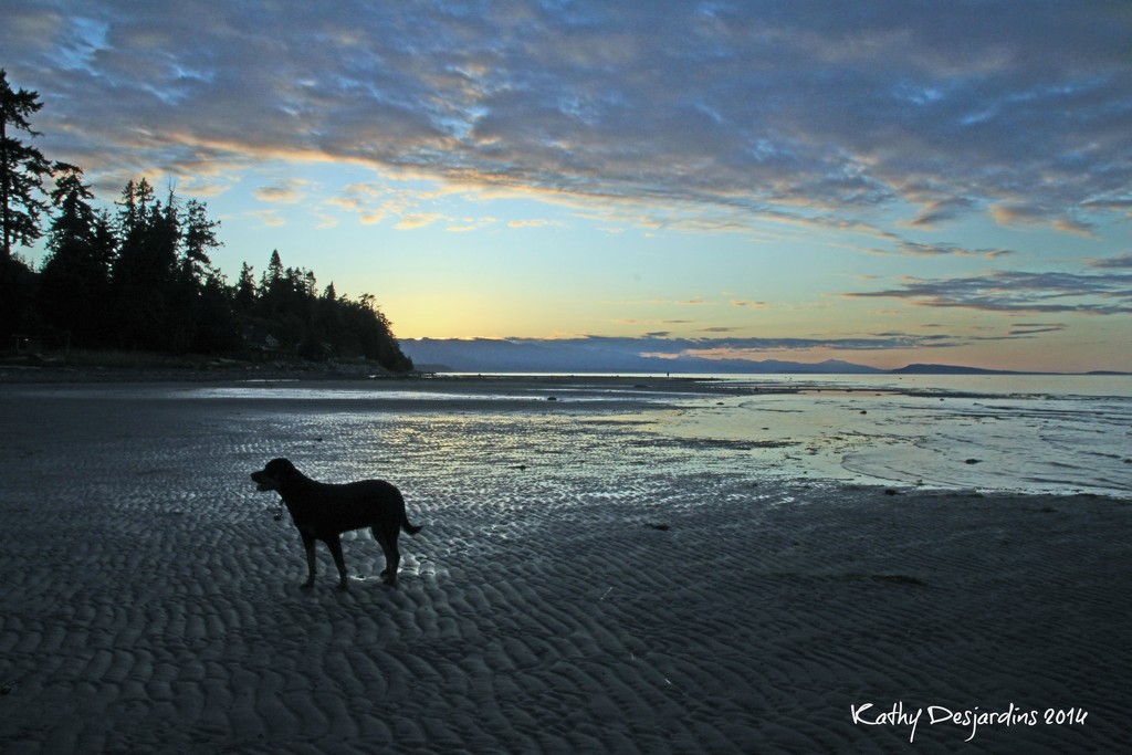 Libby on the beach at sunset by kathyo