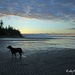 Libby on the beach at sunset by kathyo