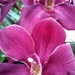 Purple Orchid by leestevo
