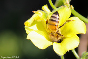 4th Sep 2014 - Diving for nectar