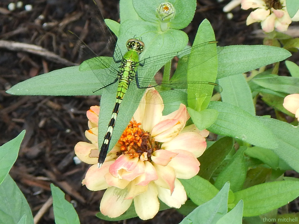 First day of classes + first Pondhawk this year by rhoing