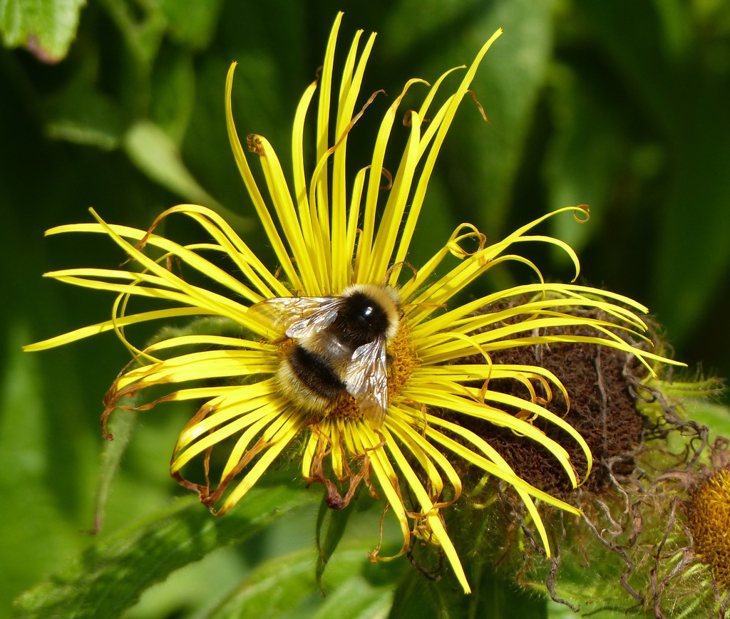  Bee on Yellow Daisy by susiemc