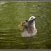 Goosey Goosey Gander by rosiekind