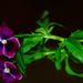 Viola tricolor on mirror by elisasaeter