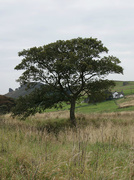 3rd Sep 2014 - Ramshaw Tree in September