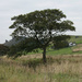 Ramshaw Tree in September by roachling