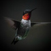 Male hummingbird by darylo