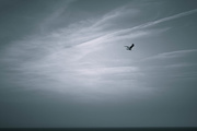 4th Sep 2014 - The sea and the sky and the gull