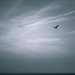 The sea and the sky and the gull by overalvandaan