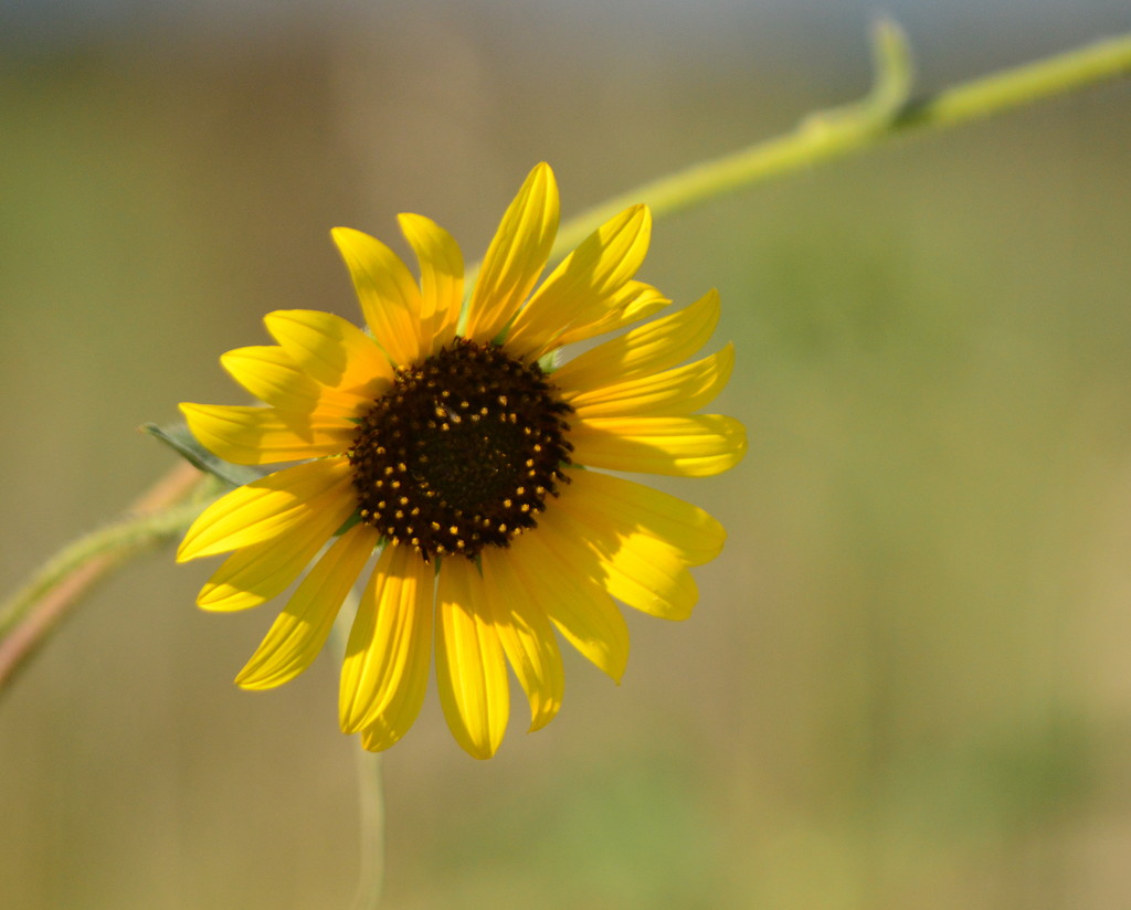 September Yellow by kareenking