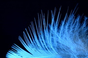 3rd Sep 2014 - Feather Light