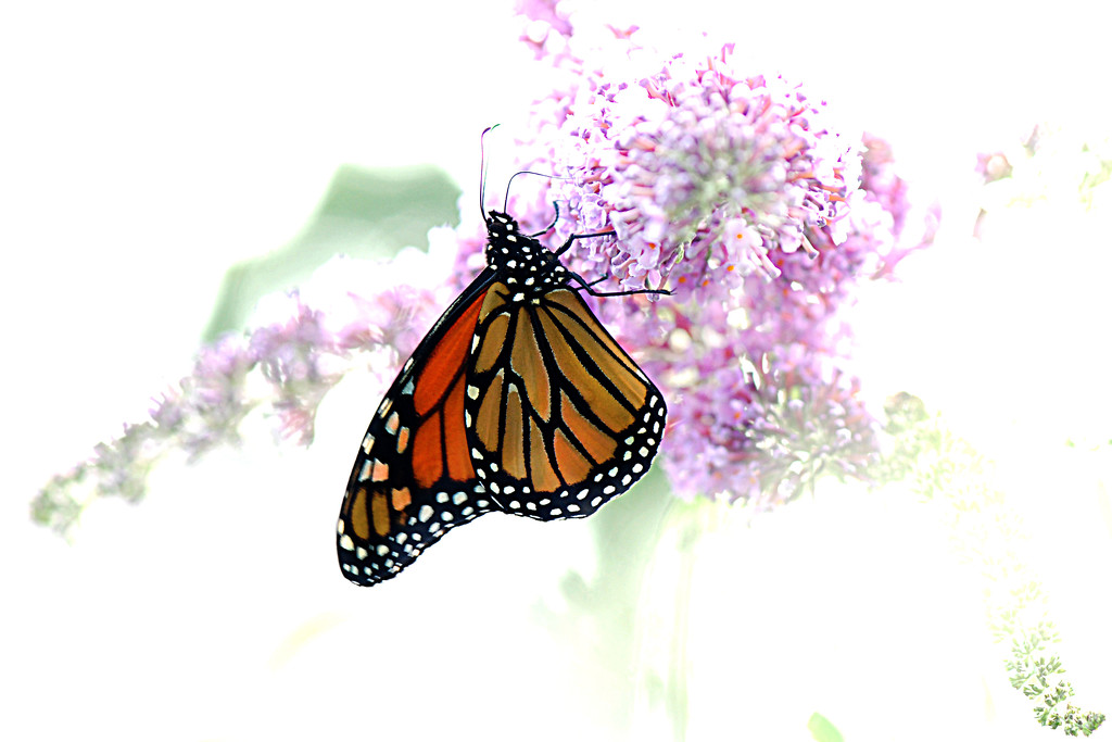 Monarch butterfly! by fayefaye