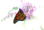 4th Sep 2014 - Monarch butterfly!