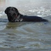 Water dog by corktownmum